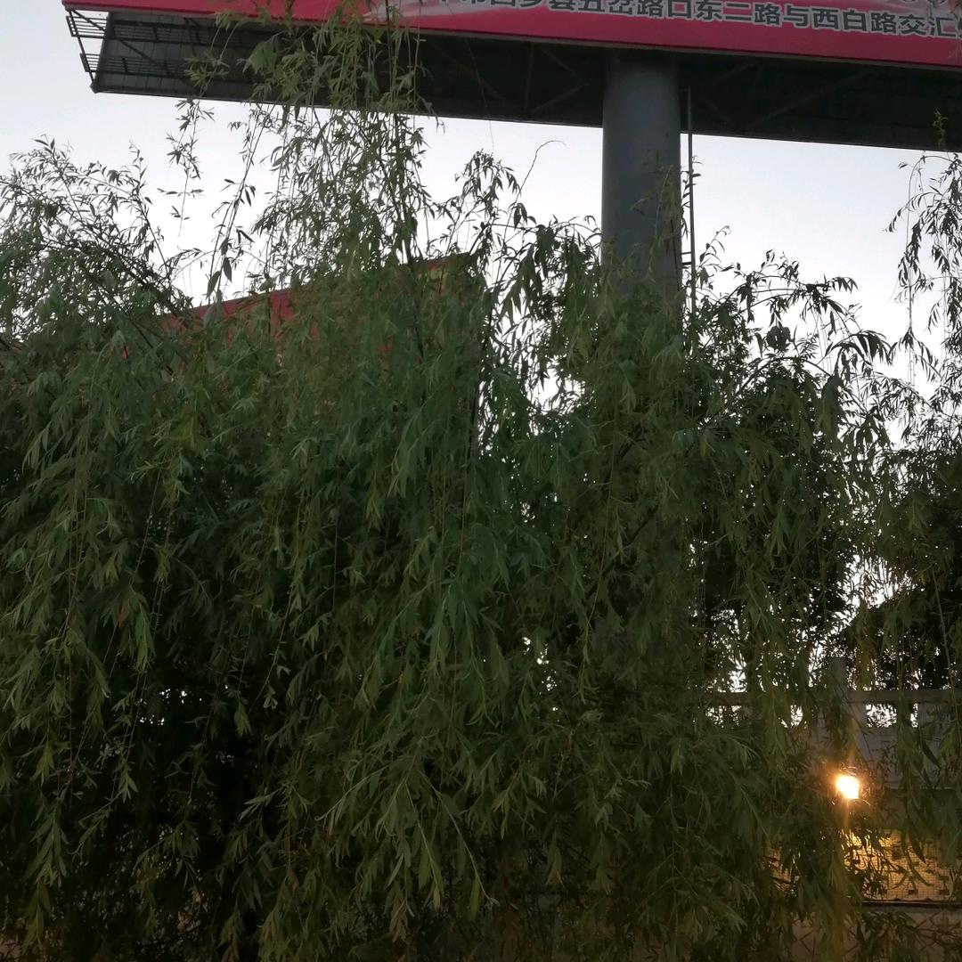o一