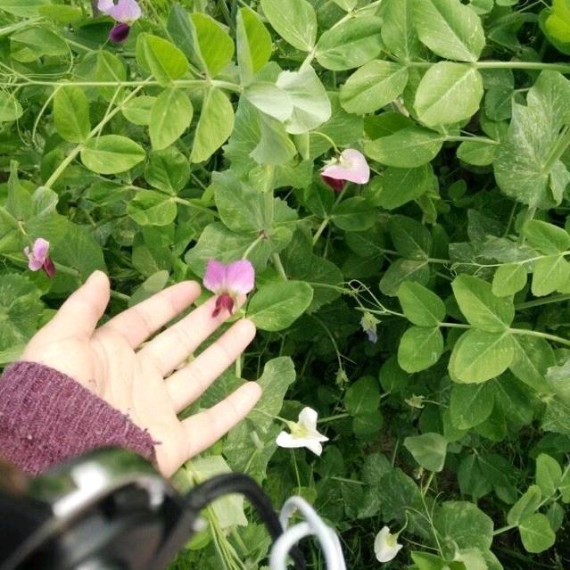 🌈🌈🌈🌈爱吃糯米的糯米团子