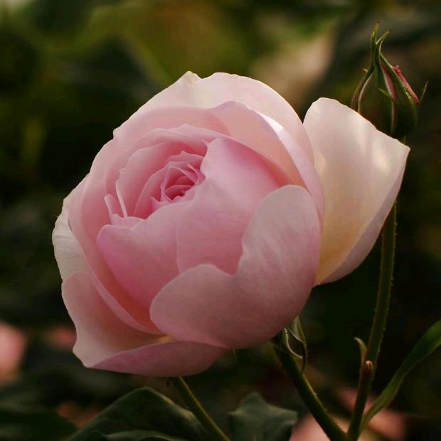 小星星（好物分享）