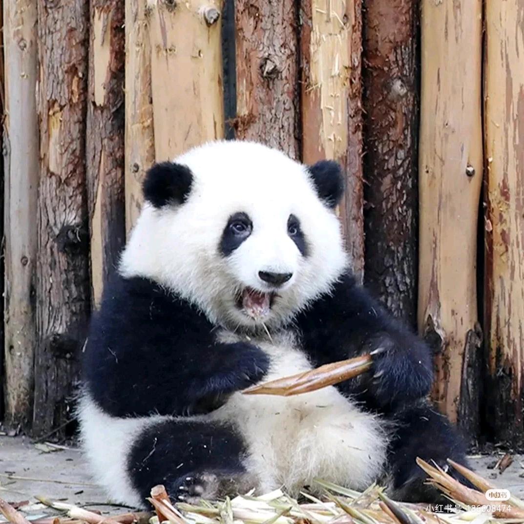 名字好难起(*≧ｍ≦*)