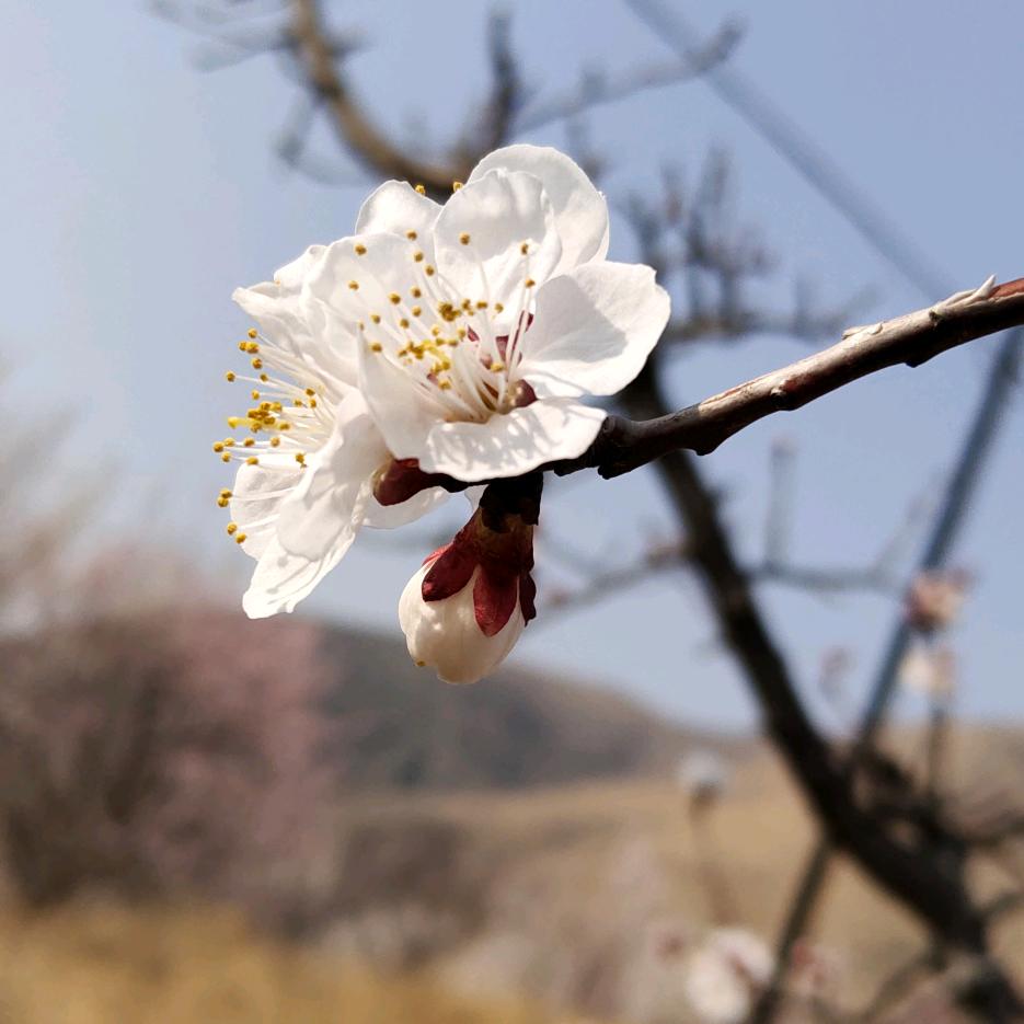 李尚王来