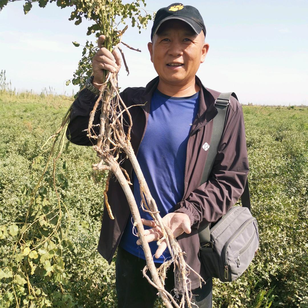 新疆众成甘草科技