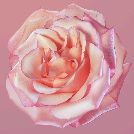 像风一样的女子