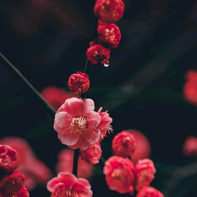 秦