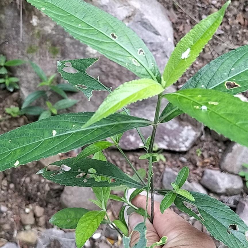 无忧无虑