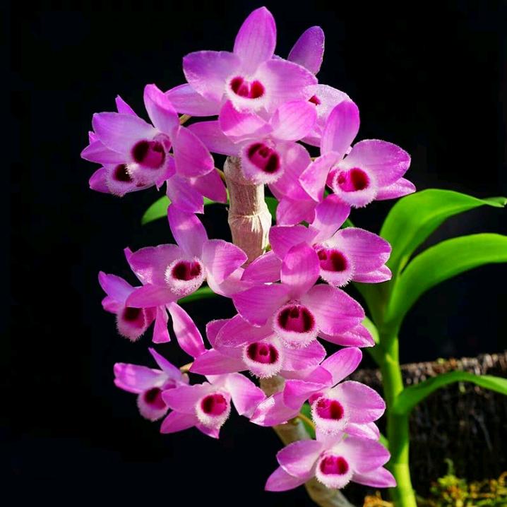 七彩鲜花盆景园