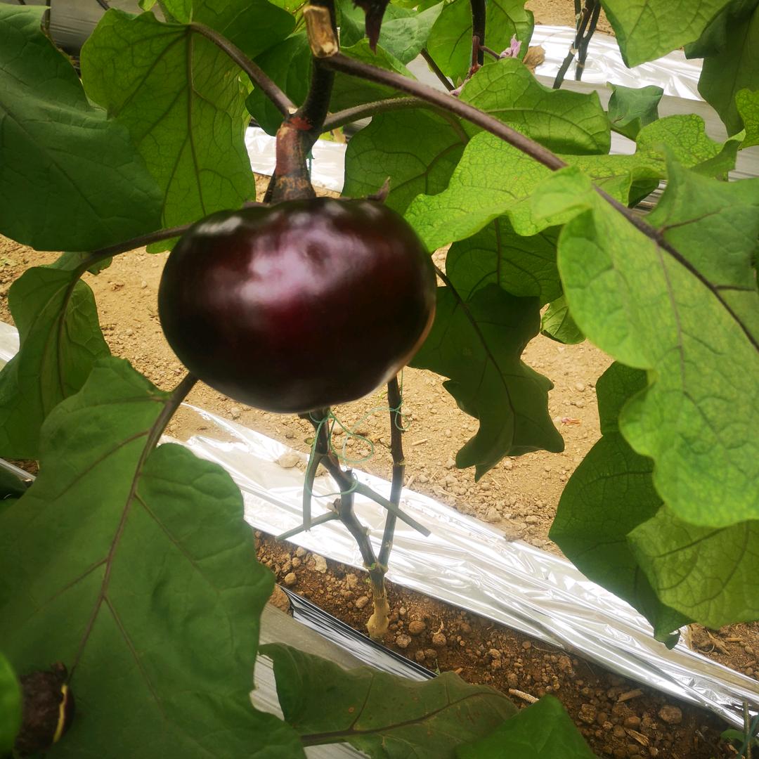 《新农人》！！！！