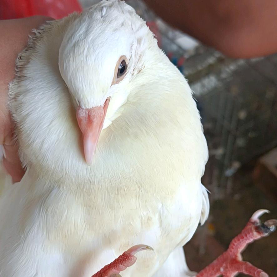 养殖肉鸽