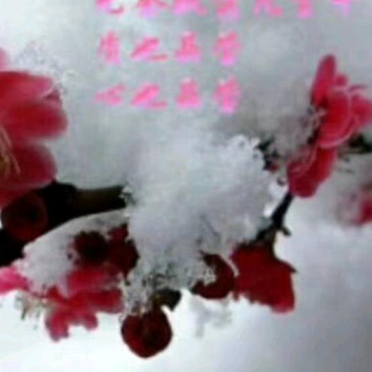 冰梅冷雪