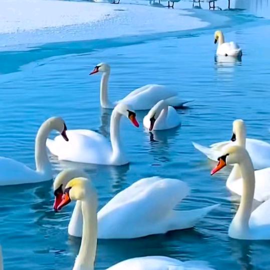 (孤鹰五徒弟)一片真心对带