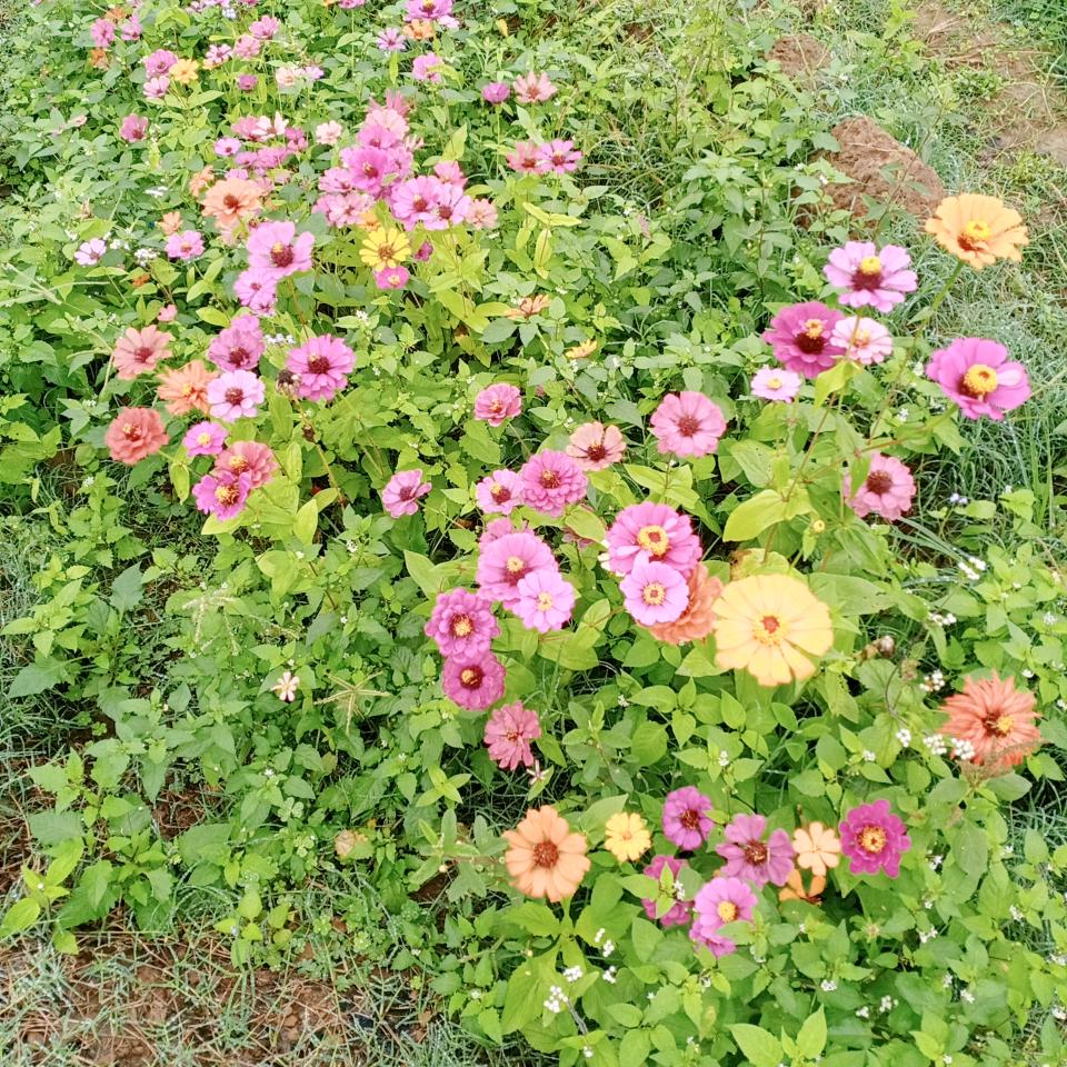 ♥╭(╯ε╰)╮丁香花♥