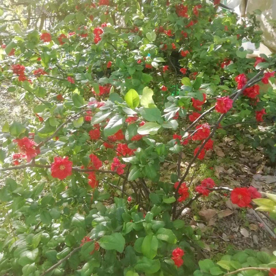 快乐是褔