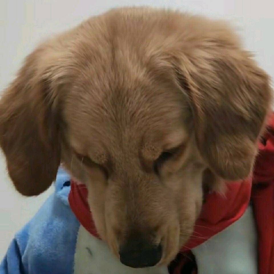 程艾影