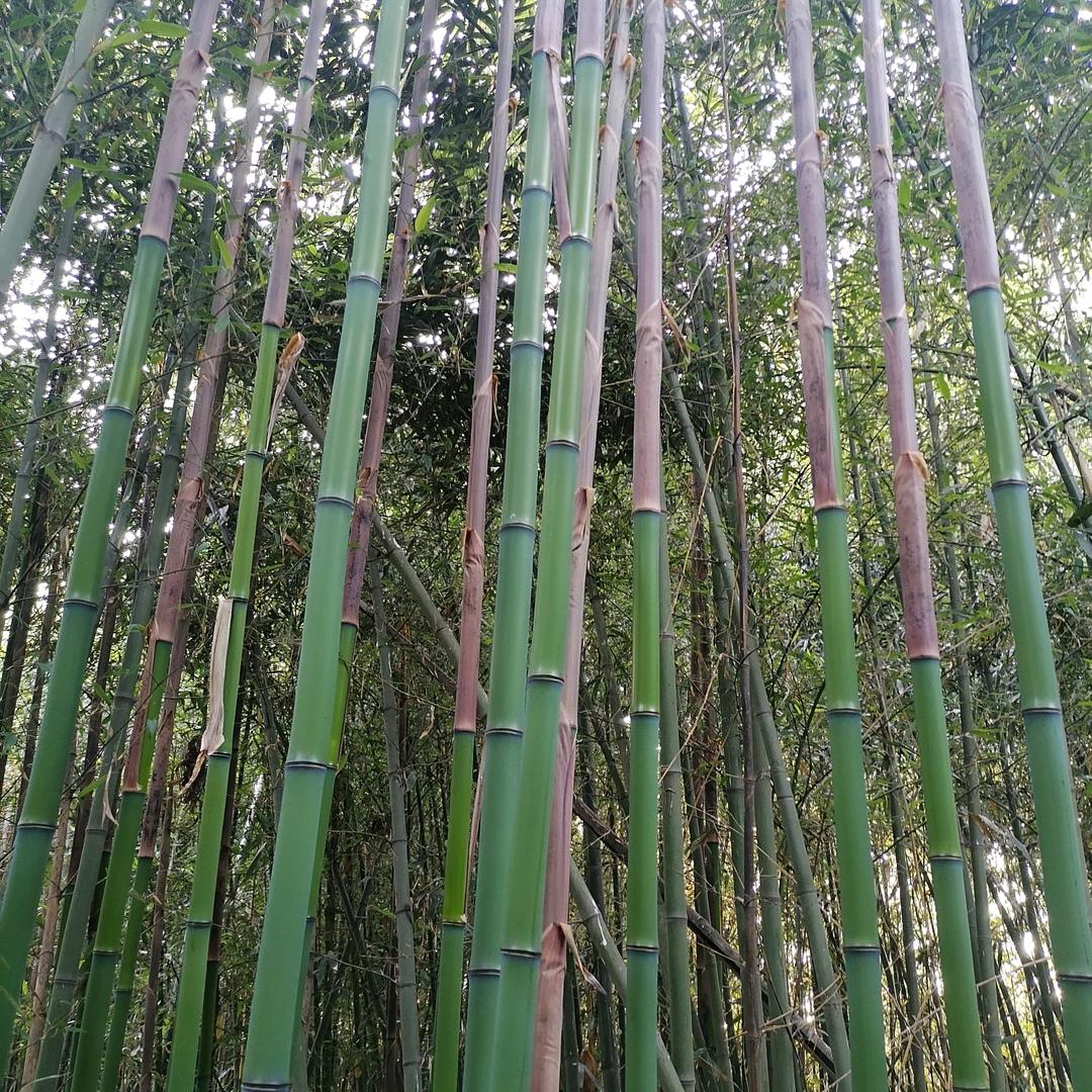 绿竹傲然