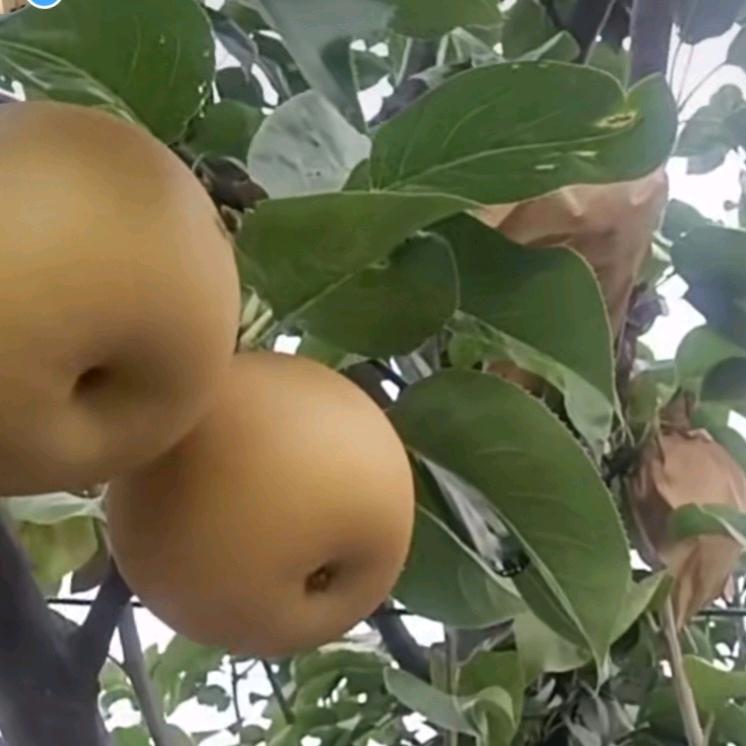 河北赞皇颐景苗木有限公司