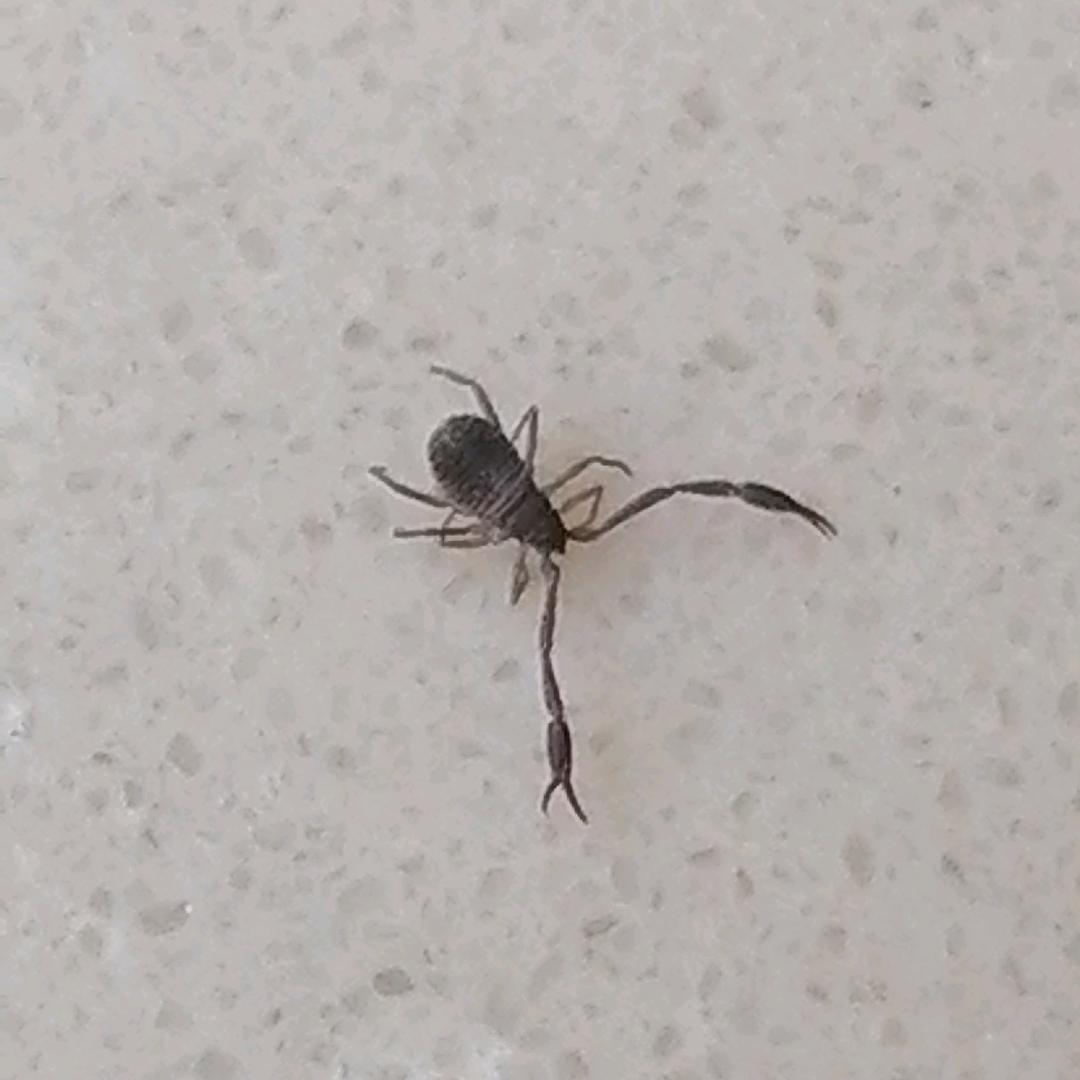曹曹