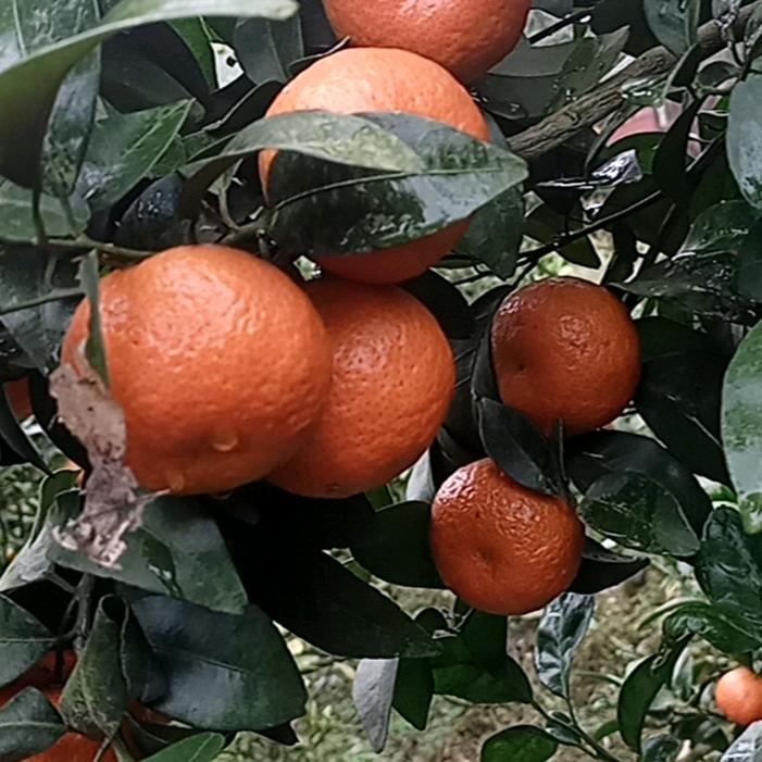 潘某某
