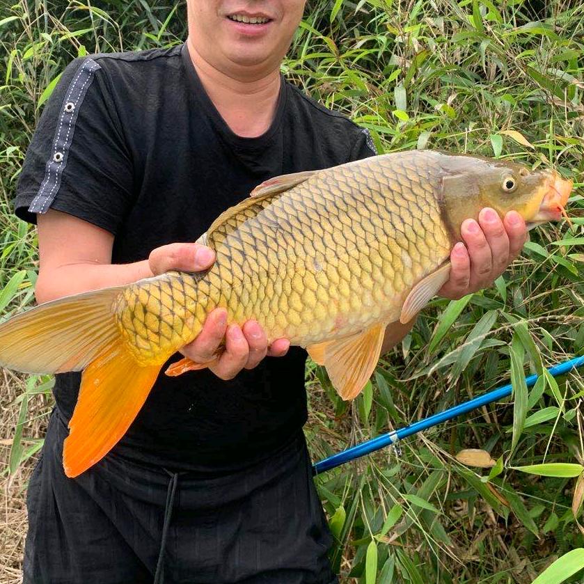 阿考钓鱼