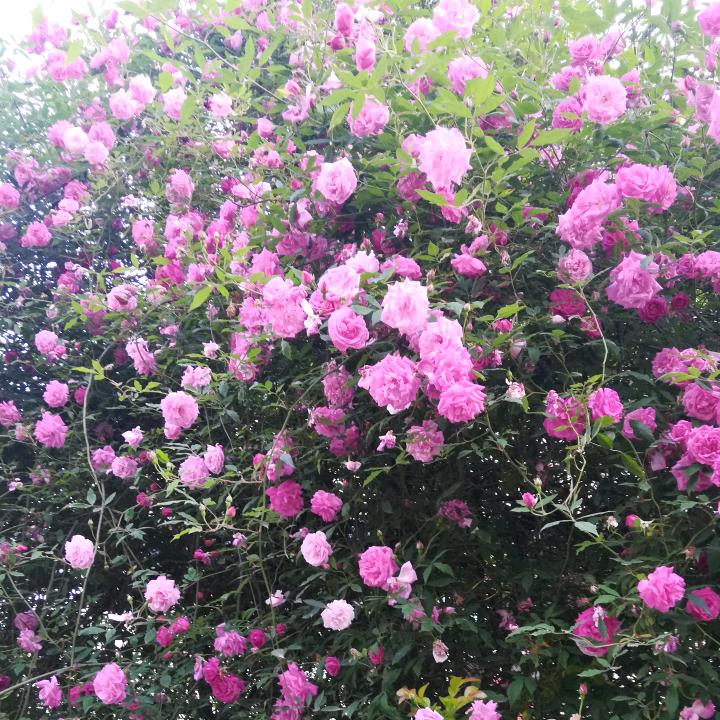 四川渠县严幺妹