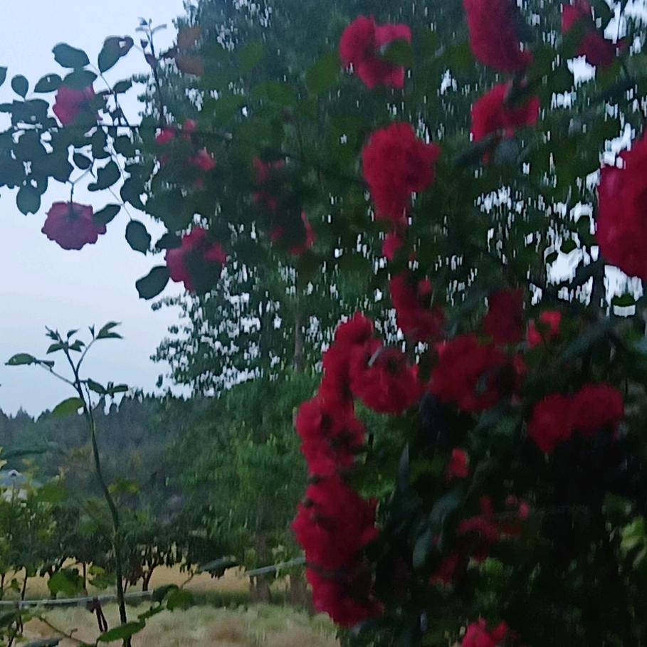 《万花丛中一点笑》