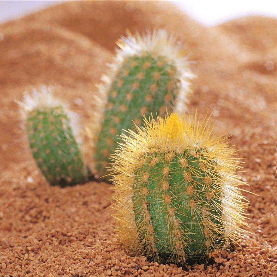 💞ℳঞᩚ沙漠里的仙人掌ཽོꦿ࿐