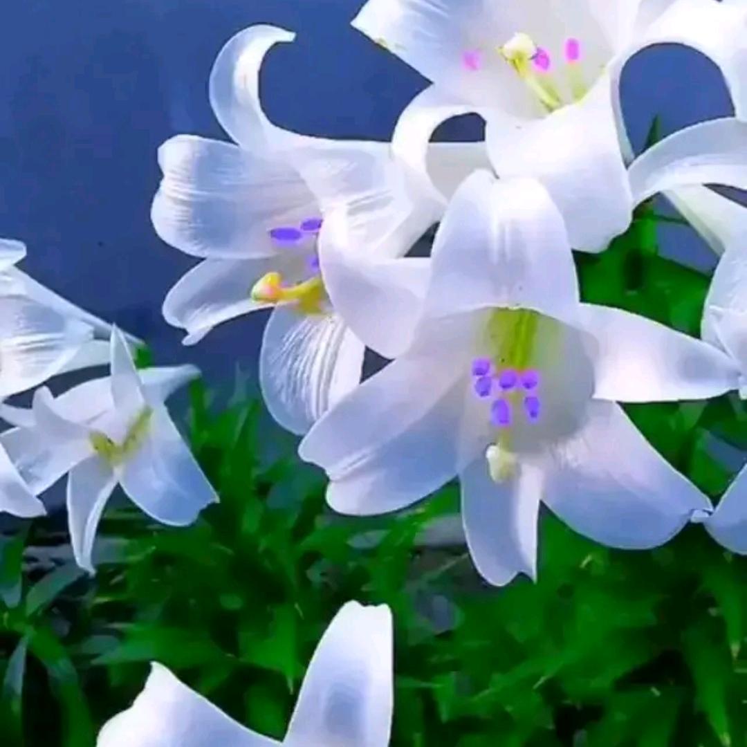 陈桓同（橱窗有好物）