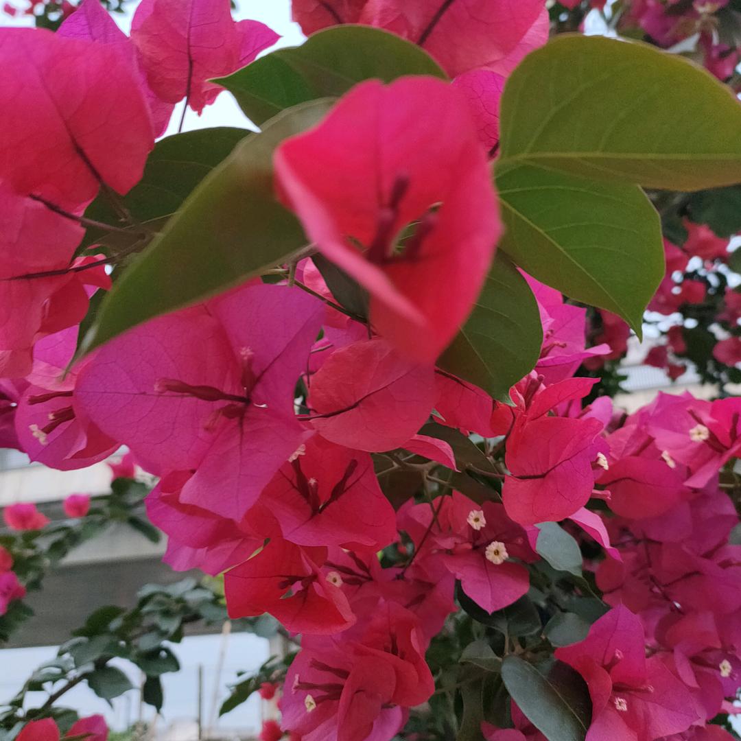 🌹🌹健康是福💃💃