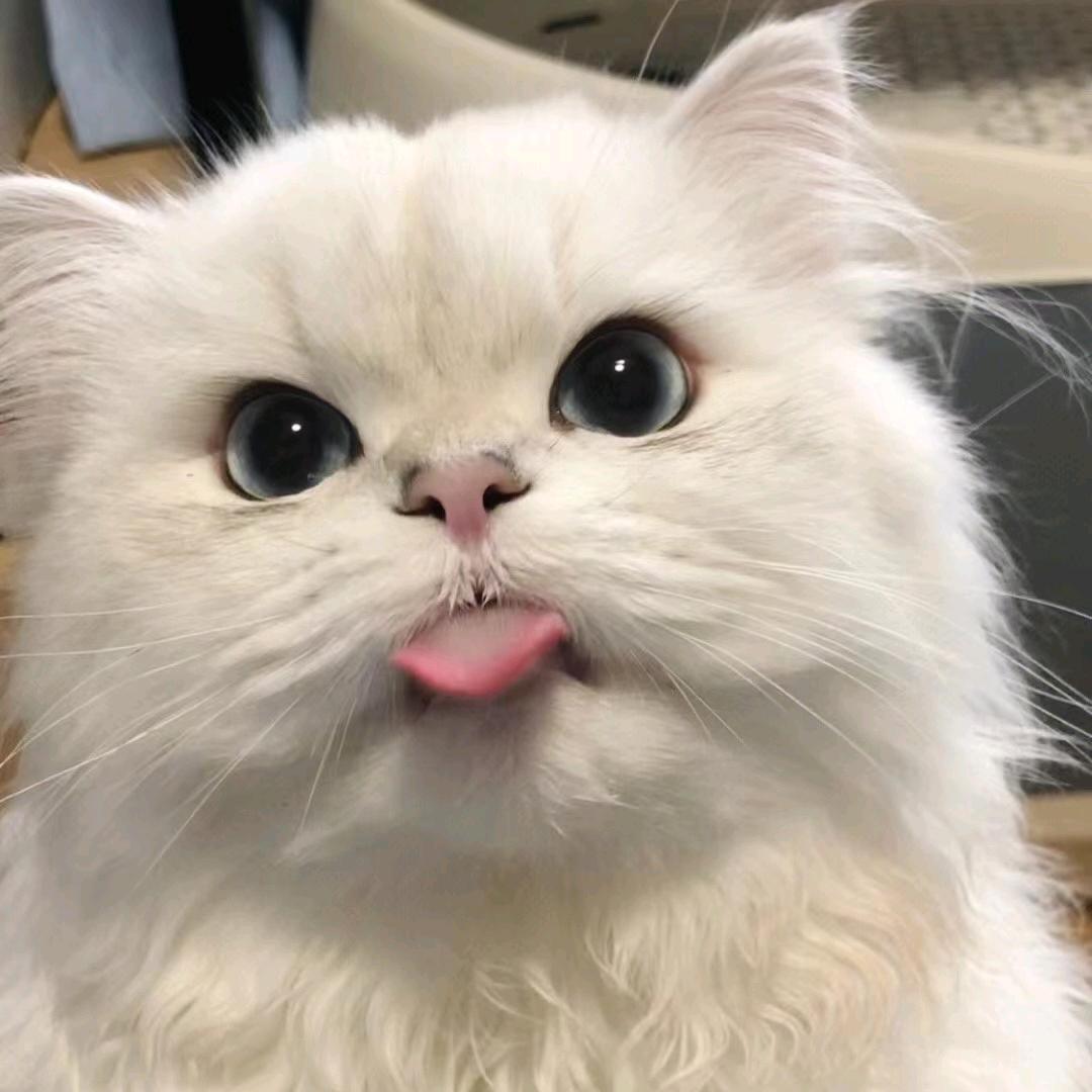 玩了又看