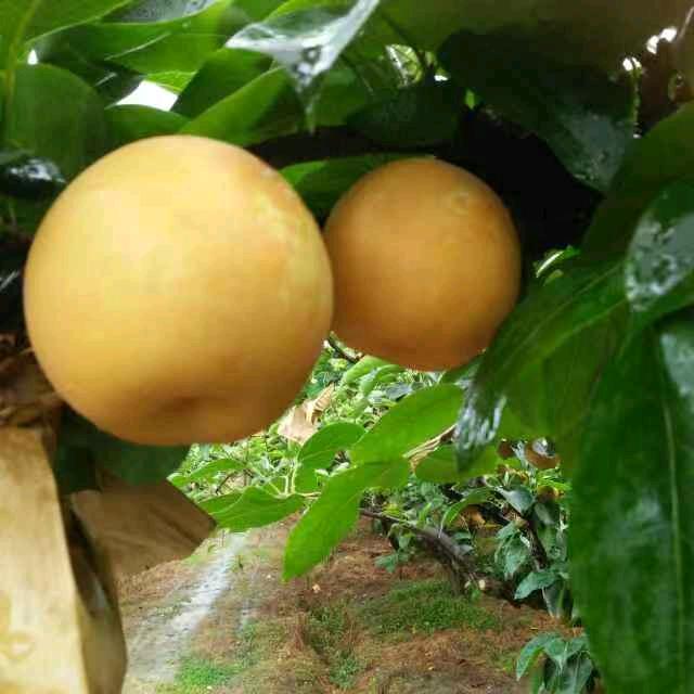 蜜梨哥