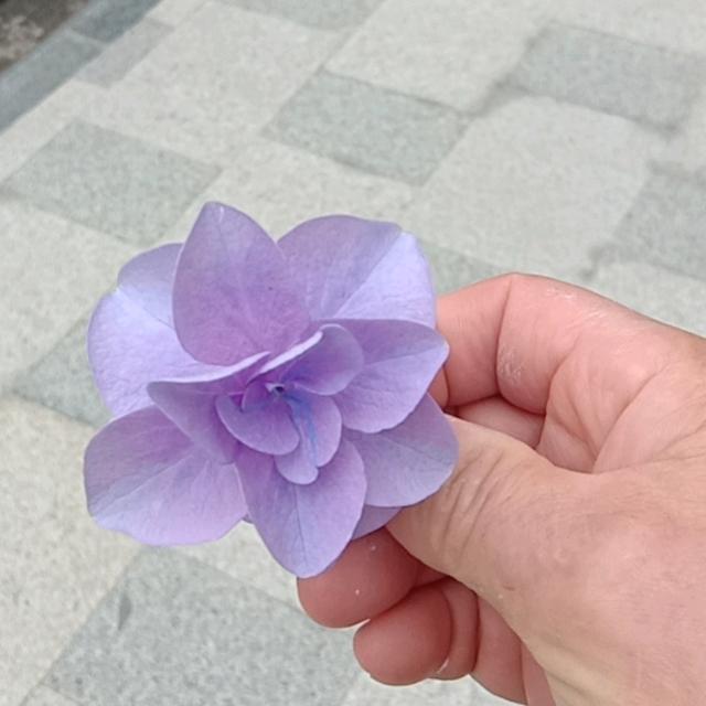 ☘桃子