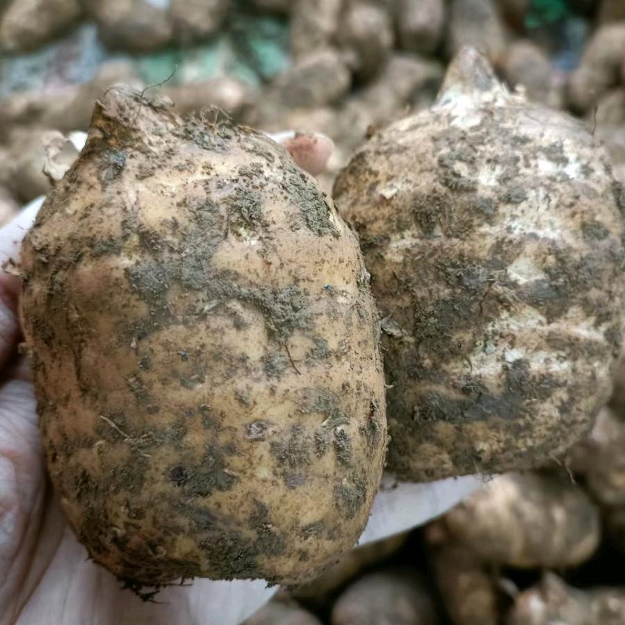 云南昭通小草坝天麻