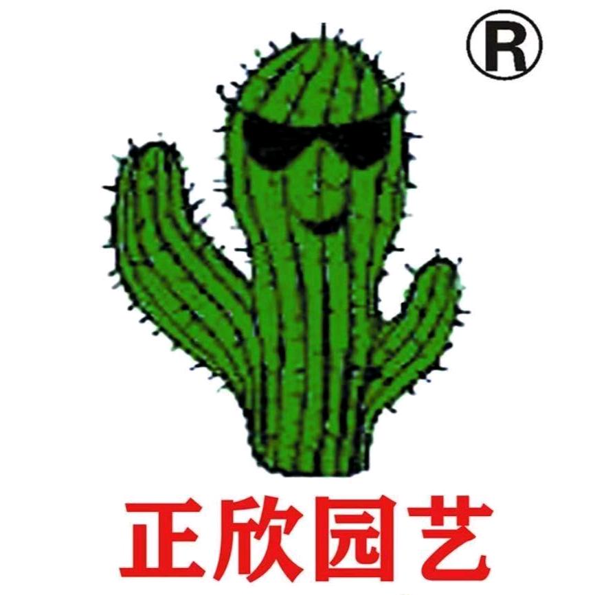 多肉精灵正欣园艺多肉