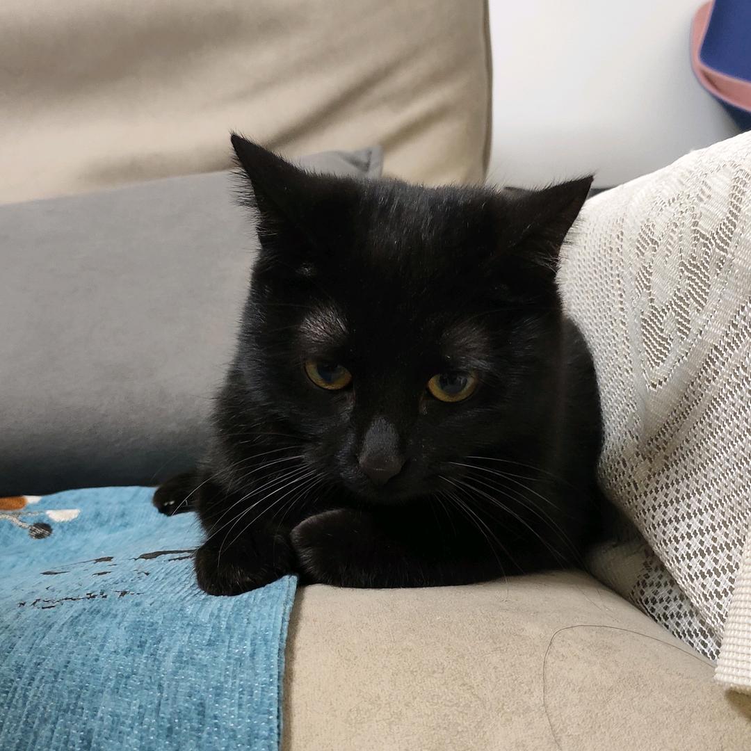 五斤的猫（放飞自我中）