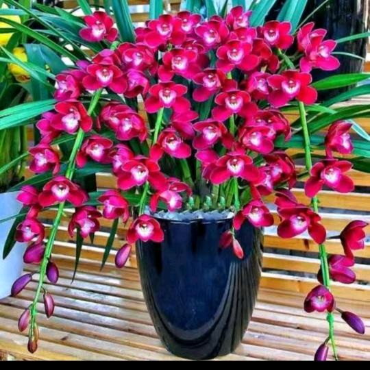 @百事可乐🐉(大徐哥)