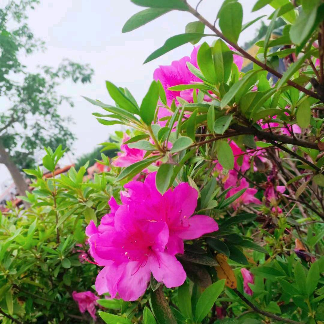 平安是福