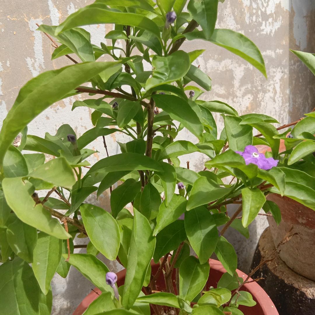 淼优森