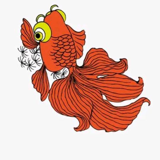 老任家泰狮兰寿金鱼