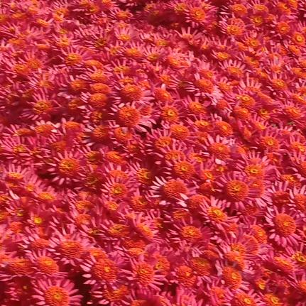 散养土鸡土鸭，吃稻谷得，一年四季都卖