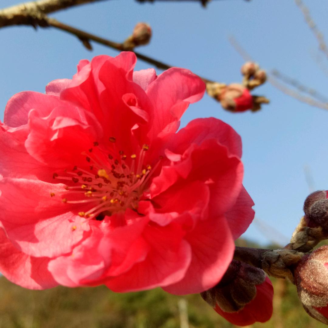 收购牡丹疙瘩头鲜根子