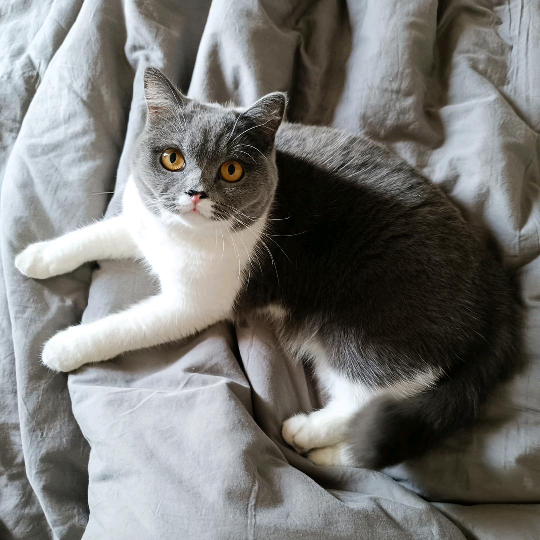 我的小猫叫咕噜