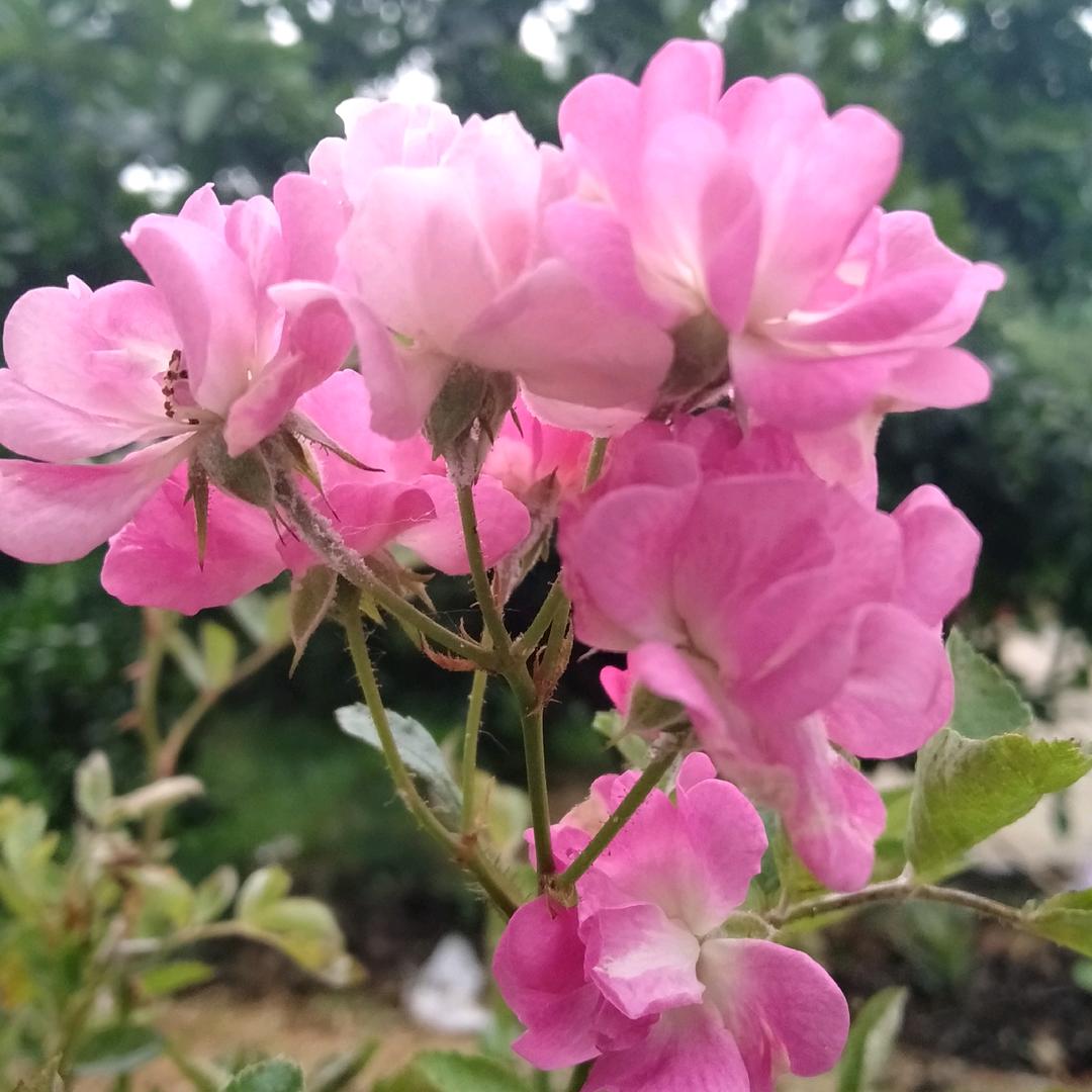 芳