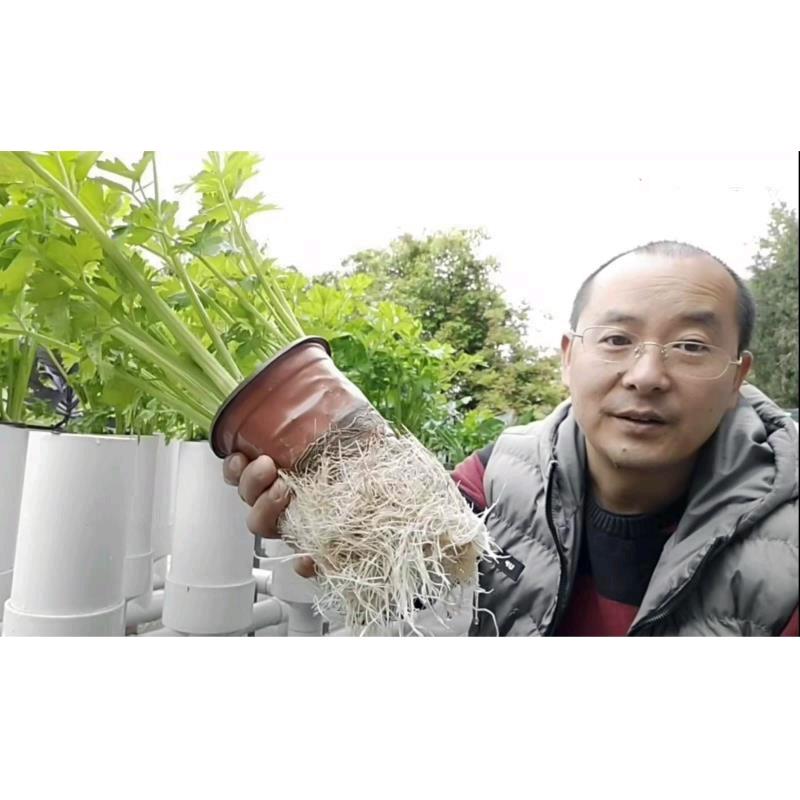 美兰鱼菜共生贸易