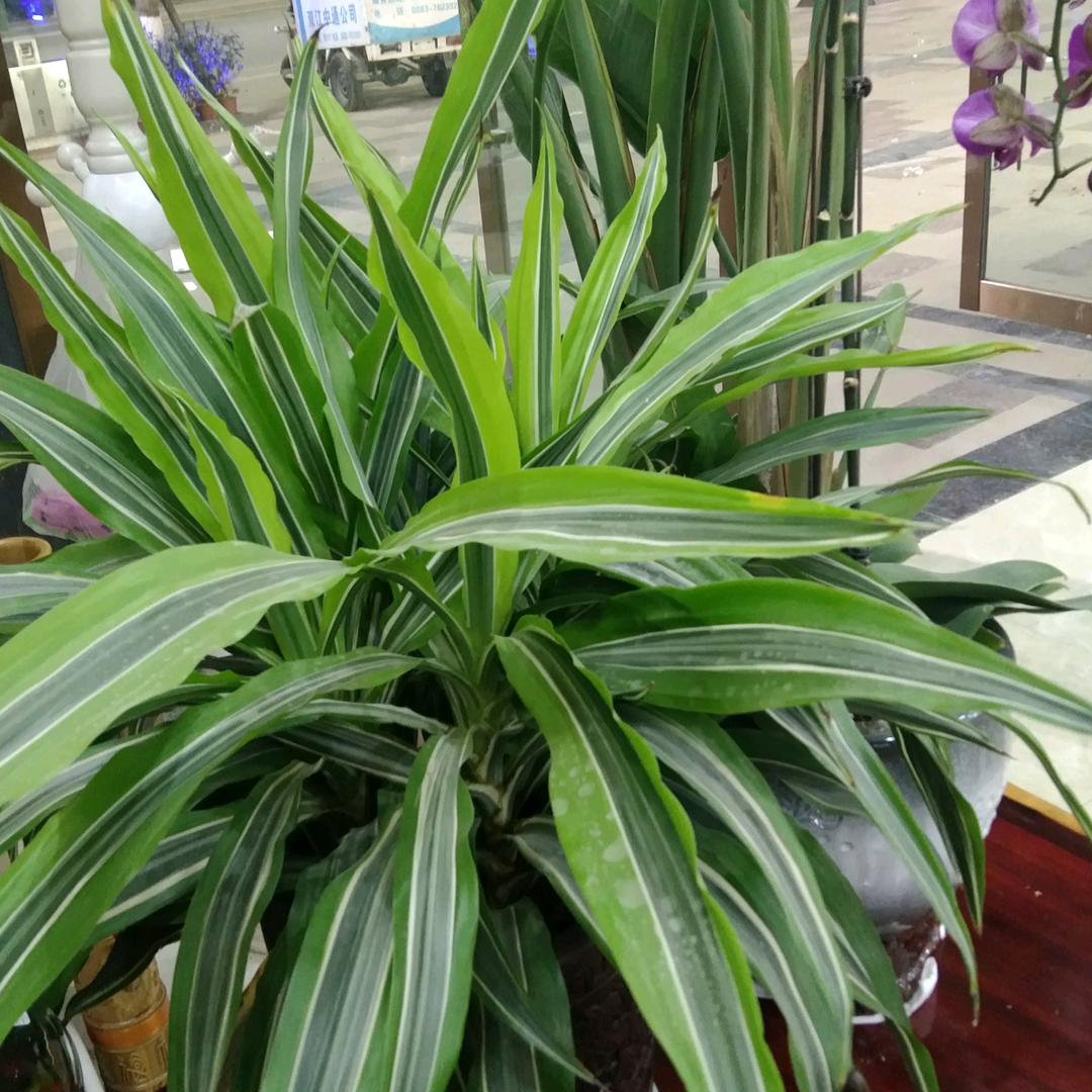 光伏施工（劳务）