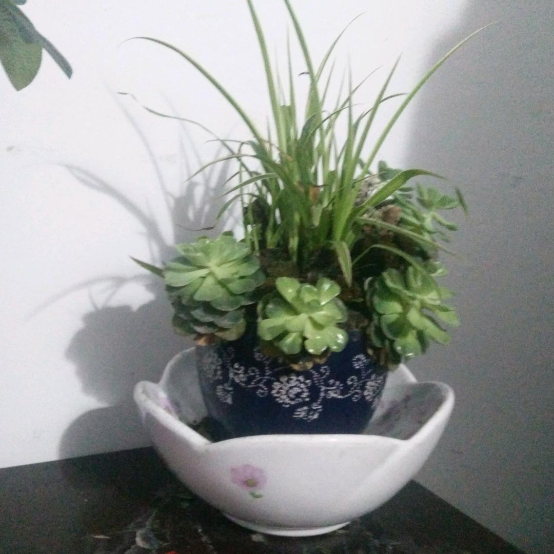 安敏纯粮白酒