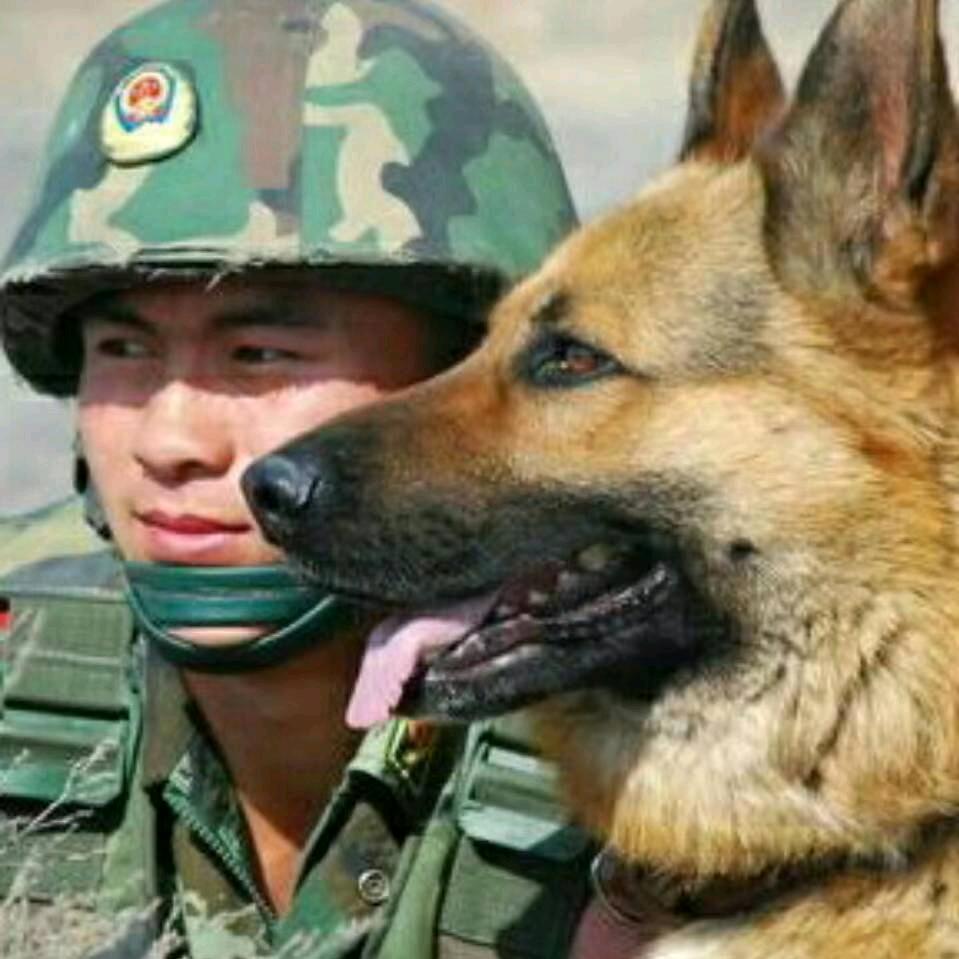 岐山牧羊犬