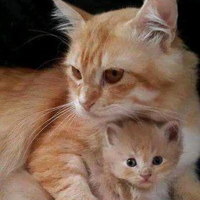 酷猫东歌