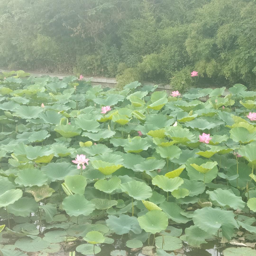 自由的风