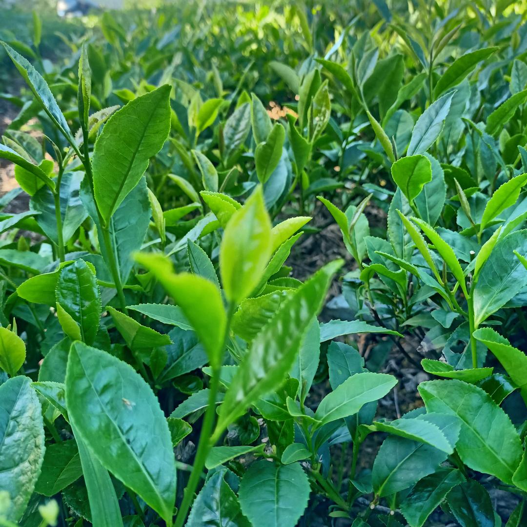 泉昱山茶