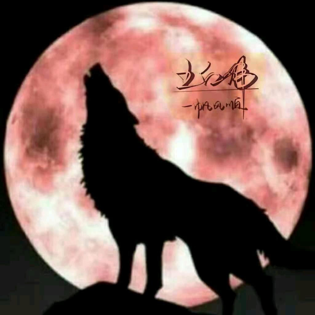 ༺ཌ༈狼༈ད༻