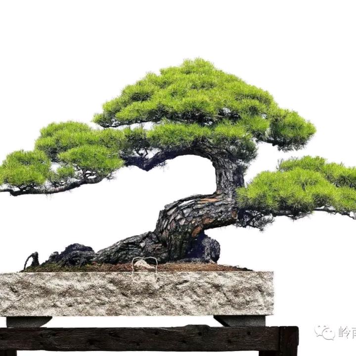 丽江盆景哥